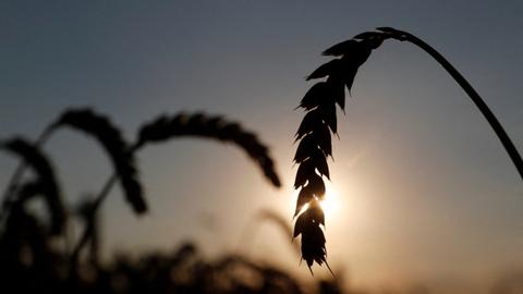 Economists say the Ukrainian conflict offers lessons for countries to avoid heavy reliance on wheat imports.